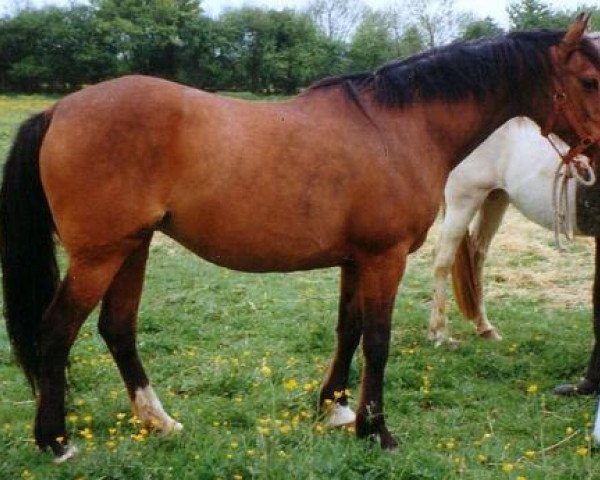 broodmare Manakhah ox (Arabian purebred, 1984, from Banner of Blue ox)