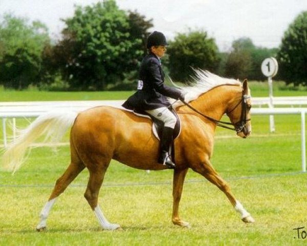 broodmare Legend Moon Royale (Arab half breed / Partbred, 1994, from Silver Moonlight)