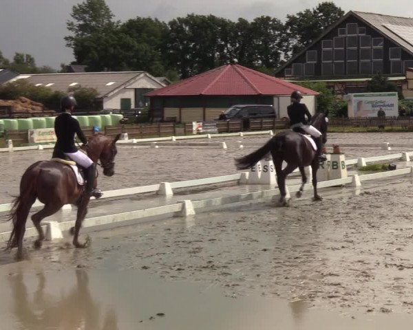 Reitturnier Schülp / Rendsburg 2020