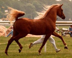 stallion Eldyr ox (Arabian purebred, 1986, from Numizmat 1974 ox)