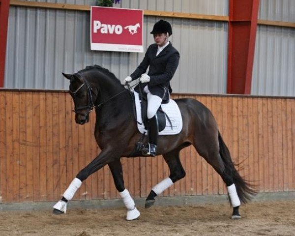 Deckhengst Placido Domingo (Trakehner, 2009, von Dorkas)