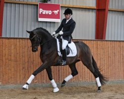 stallion Placido Domingo (Trakehner, 2009, from Dorkas)