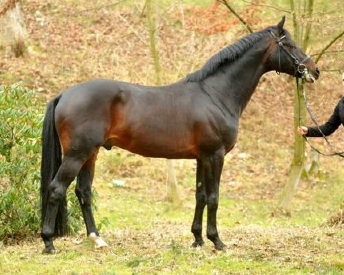 stallion Oliver Twist (Trakehner, 2001, from Monteverdi)