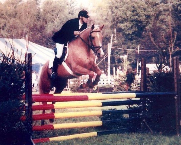 broodmare Peach Gold (Belgian Warmblood, 1992, from Florentijn O)