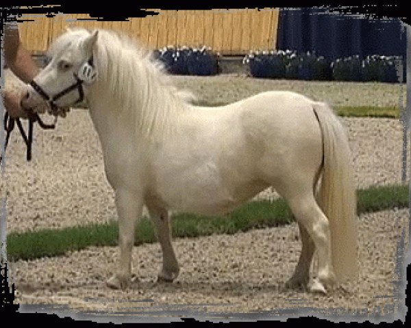Zuchtstute Many Minis Nathai (Dt.Part-bred Shetland Pony, 2010, von Lord-Lester)