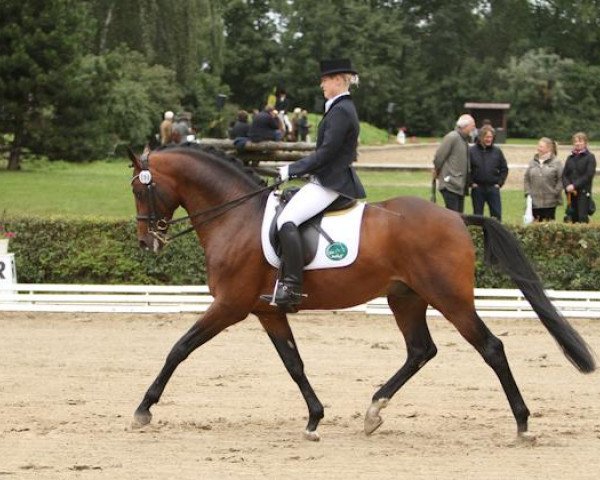 Deckhengst Mayong (Trakehner, 2002, von Linne) Deckhengst Mayong (Trakehner, 2002, von Linne)