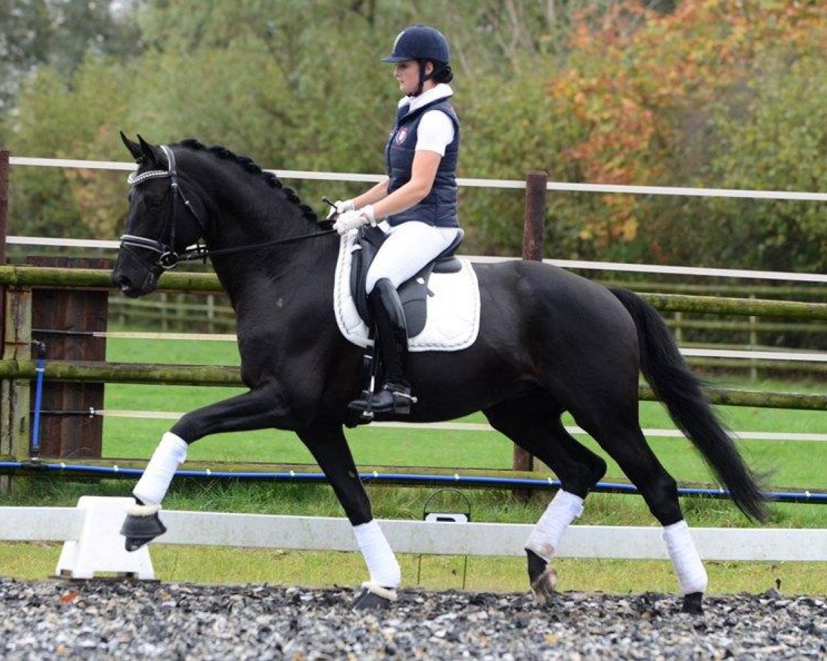 stallion Imhotep (Trakehner, 2008, from Gribaldi)