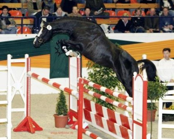 Deckhengst Hirtentanz 2 (Trakehner, 2003, von Axis TSF) Deckhengst Hirtentanz 2 (Trakehner, 2003, von Axis TSF)