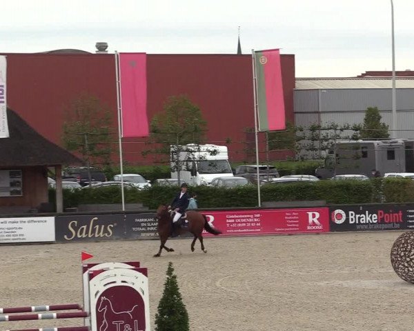 Belgisch Kampioenschap 4-5 Jarigen Paarden