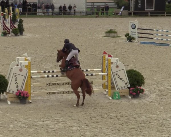 Belgisch Kampioenschap 4-5 Jarigen Paarden