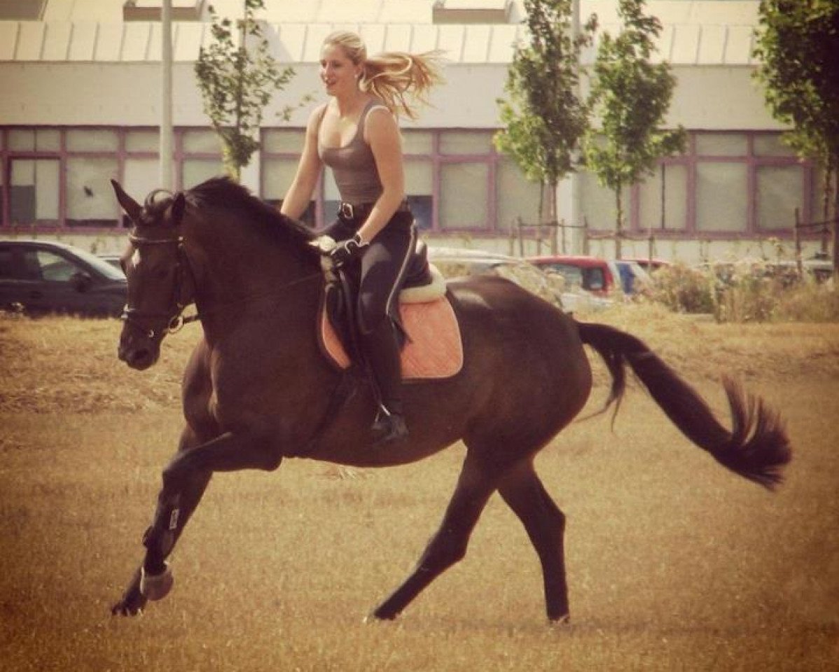 horse Grafenstolz's Pretty Princess (Bavarian, 2008, from Grafenstolz)