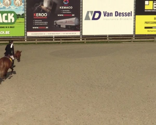 Belgisch Kampioenschap 4-5 Jarigen Paarden