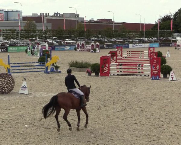 Belgisch Kampioenschap 4-5 Jarigen Paarden