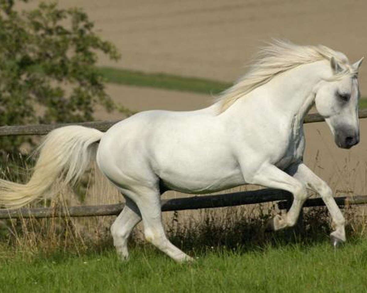 Deckhengst Glaskopf Golden Swaine (Connemara-Pony, 1995, von Grange Surf Sparrow)