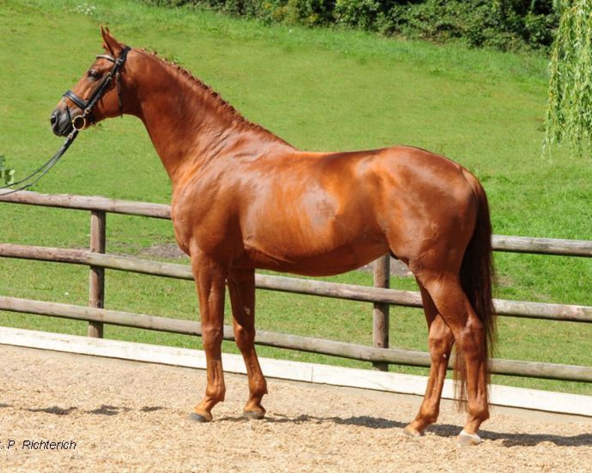 Deckhengst Editorial (Trakehner, 2005, von Connery)