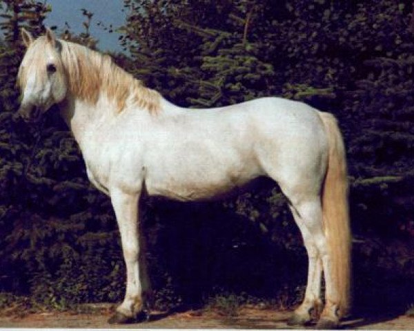 stallion Golden Dan (Connemara Pony, 1967, from Ben Lettery) stallion Golden Dan (Connemara Pony, 1967, from Ben Lettery)