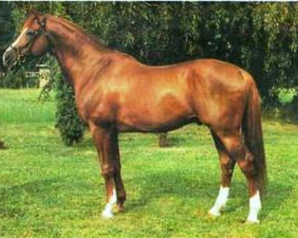 stallion Szikrázó 3 (Kisber-Felver, 1974, from 504 Szikrázó xx) stallion Szikrázó 3 (Kisber-Felver, 1974, from 504 Szikrázó xx)