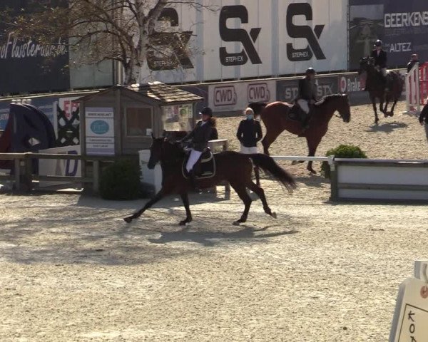 FEI Reitturnier Lier (BEL) 2020