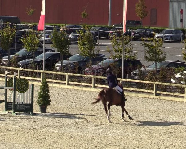FEI Reitturnier Lier (BEL) 2020