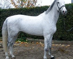 jumper Chisco S (Württemberger, 2005, from Chambertin)
