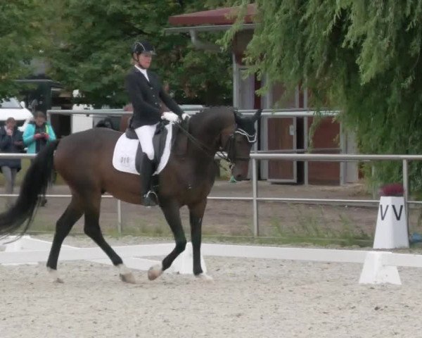 Reitturnier Achern 2020