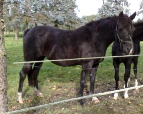 broodmare Juwel (German Riding Pony, 2001, from Brillant)