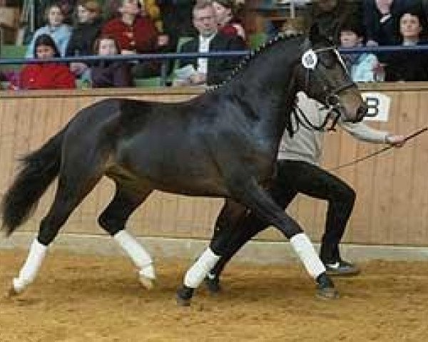 Dressurpferd Rodrigo (Deutsches Reitpony, 2001, von Renoir) Dressurpferd Rodrigo (Deutsches Reitpony, 2001, von Renoir)