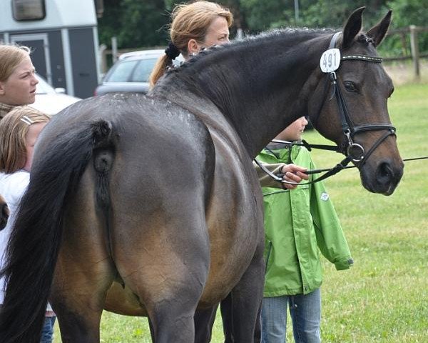 broodmare Jalla (German Riding Pony, 1989, from Nordstar)