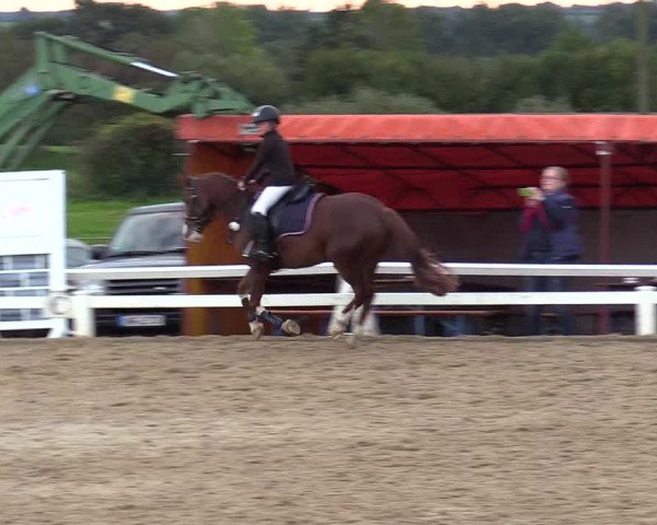 Reitturnier Behrendorf 2020