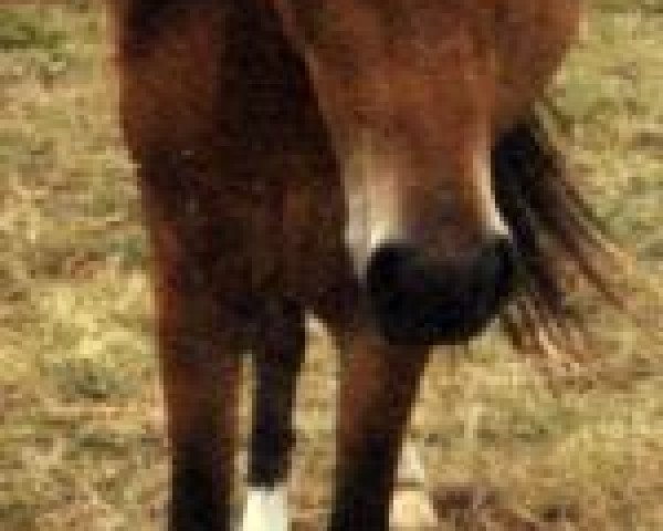 Zuchtstute Judith (Deutsches Reitpony, 1992, von Don Basilio)