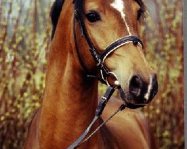 horse Bandos 6 (German Riding Pony, 1990, from Bajadere ox)