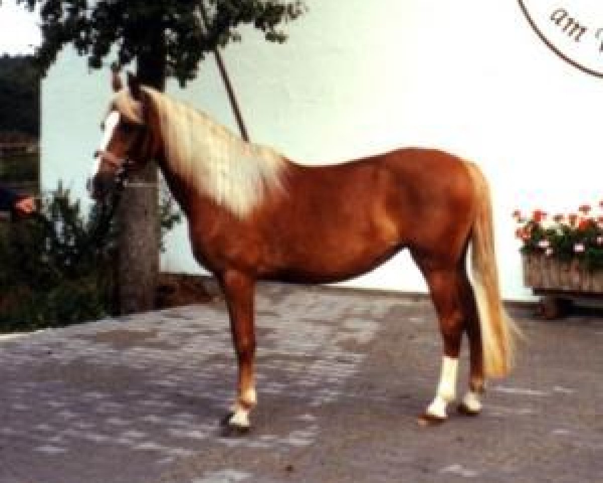 Zuchtstute Jassy (Deutsches Reitpony, 1989, von Bernstein)