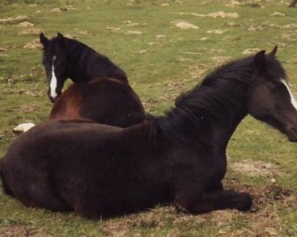 Zuchtstute Jana (Deutsches Reitpony, 1986, von Bernstein)