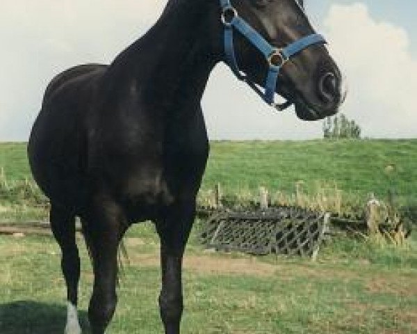 Zuchtstute Jatta (Deutsches Reitpony, 1985, von Bernstein) Zuchtstute Jatta (Deutsches Reitpony, 1985, von Bernstein)