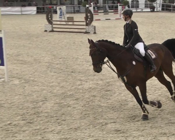 Reitturnier Achern 2020