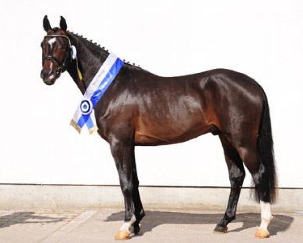 jumper Number One BEVS (German Riding Pony, 2008, from Noir de Luxe)