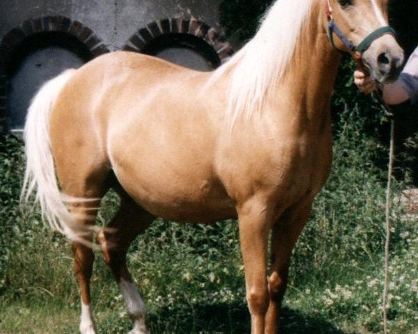 broodmare Vanessa (German Riding Pony, 1981, from Valentino) broodmare Vanessa (German Riding Pony, 1981, from Valentino)