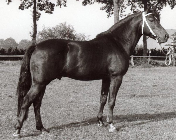 stallion Croupier (German Riding Pony, 1976, from Caid AA)