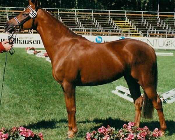 broodmare Pretty Kaiserin (German Riding Pony, 1993, from Kaiserjaeger xx)
