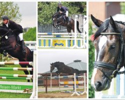 jumper Connor MacLeod 5 (Holsteiner, 2008, from Contender)