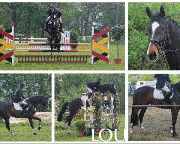 jumper Lord Grantham (Holsteiner, 2008, from Limbus) jumper Lord Grantham (Holsteiner, 2008, from Limbus)