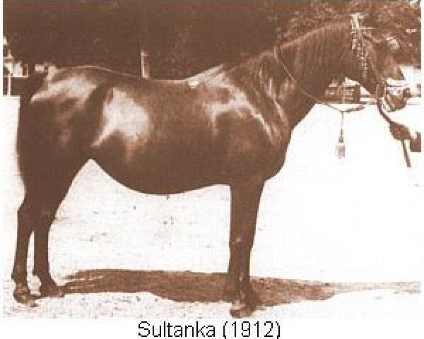 broodmare Sultanka ox (Arabian purebred, 1912, from Ilderim 1894 DB)