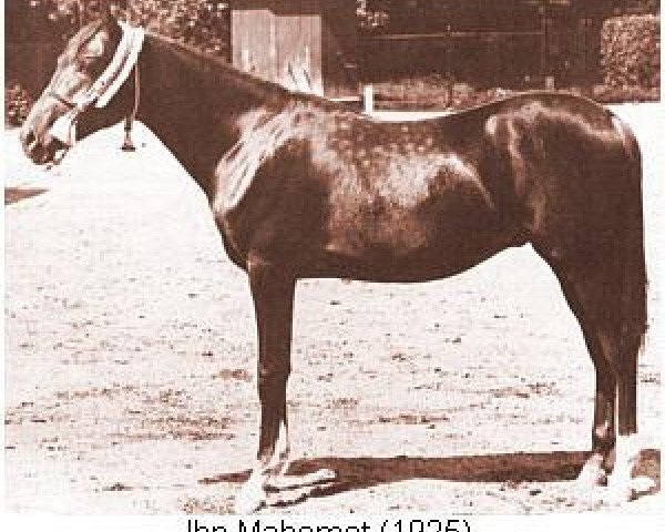 stallion Ibn Mahomet ox (Arabian purebred, 1925, from Mahomet 1913 ox)