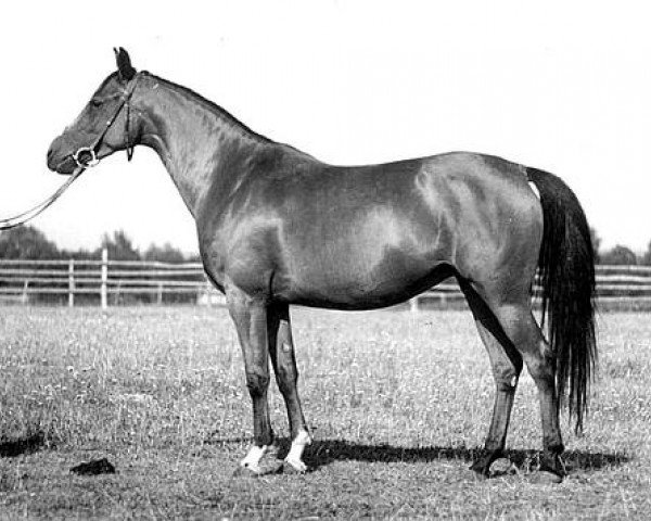 broodmare Arfa ox (Arabian purebred, 1947, from Witraz 1938 ox)