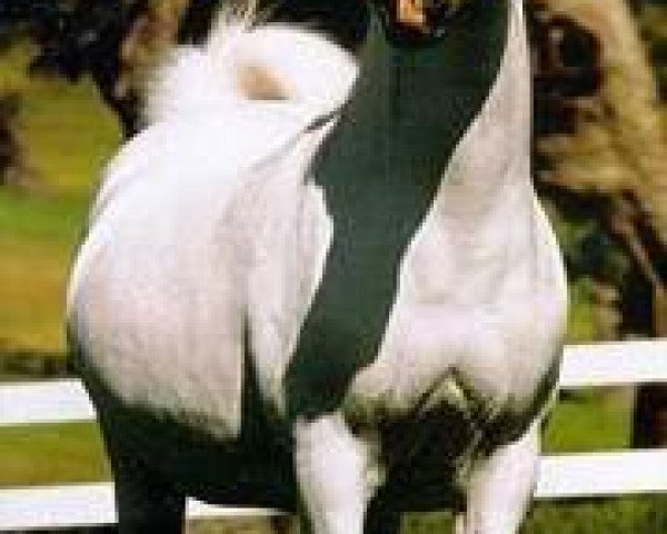 broodmare Harmonia ox (Arabian purebred, 1966, from Negatiw 1945 ox)