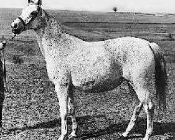 broodmare Haronia ox (Arabian purebred, 1972, from Celebes 1949 ox)