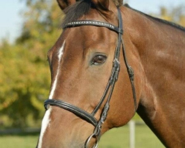 horse Pikar B (Westphalian, 1993, from Piquet)