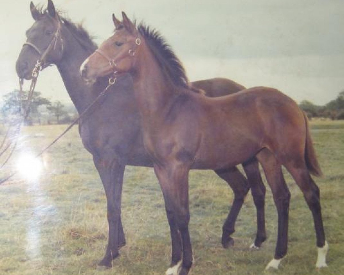 Zuchtstute Jet III (British Riding Pony, 1970, von Mini-Ray xx)