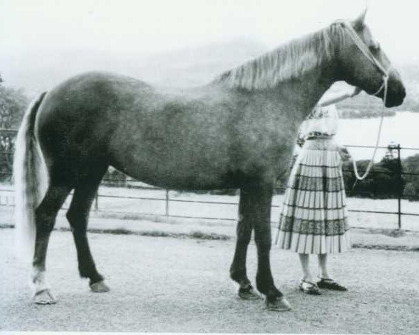 broodmare Trigger (Connemara Pony, , from Finnane Rover) broodmare Trigger (Connemara Pony, , from Finnane Rover)