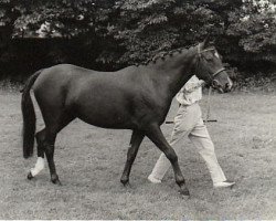 broodmare First Lady (Arab half breed / Partbred, 1959, from Count Rapello ox)